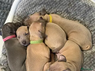 Italian Greyhound dogs Beautiful Italian Greyhound Puppies - Advert 14