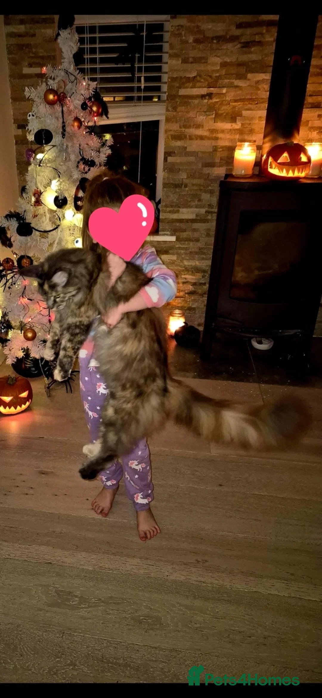 Maine Coon cats for sale:  Stunning Pedigree Female Maine Coon  in Leeds - Advert 3