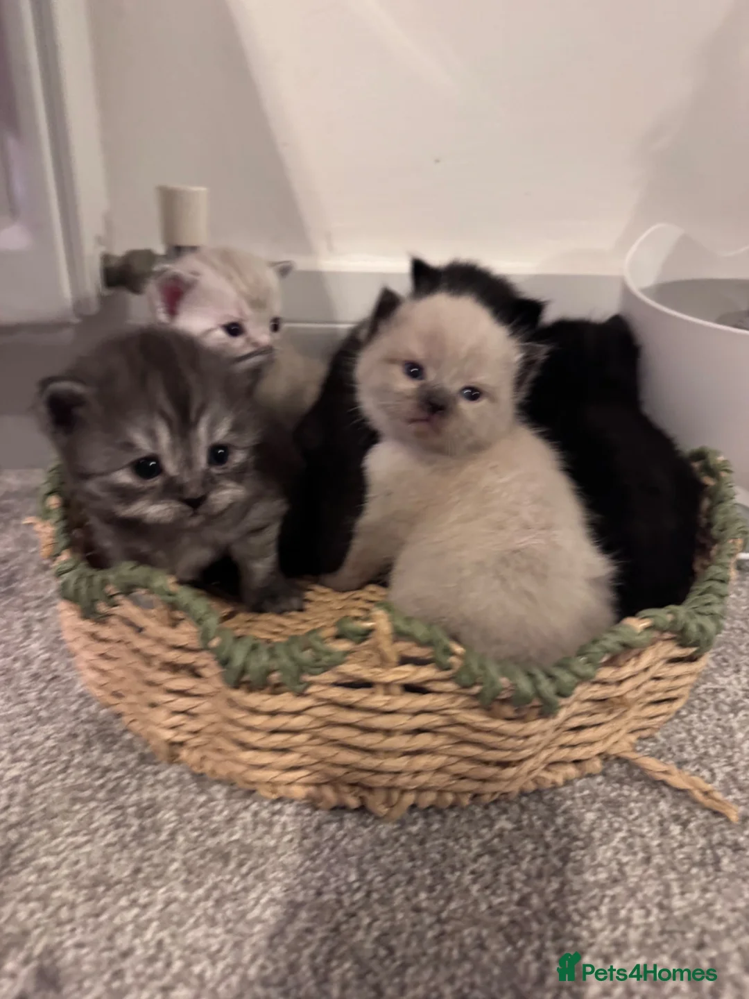 Mixed Breed cats for sale: 1/2 British shorthair kittens  - Advert 11