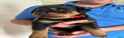 Rottweiler dogs for sale: Rottweiler puppies - Advert 5