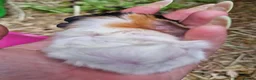 Guinea Pig rodents for sale: Pair of brothers - Advert 8