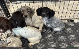 Cocker Spaniel dogs for sale: Cocker spaniel pups  - Image 5