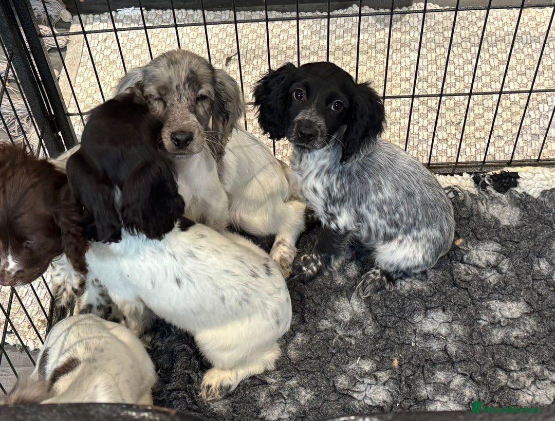 Cocker Spaniel dogs for sale: Cocker spaniel pups  - Image 5