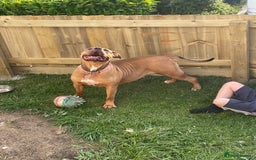 American Bully dogs for sale: Bully bred female 2 year old  - Image 2