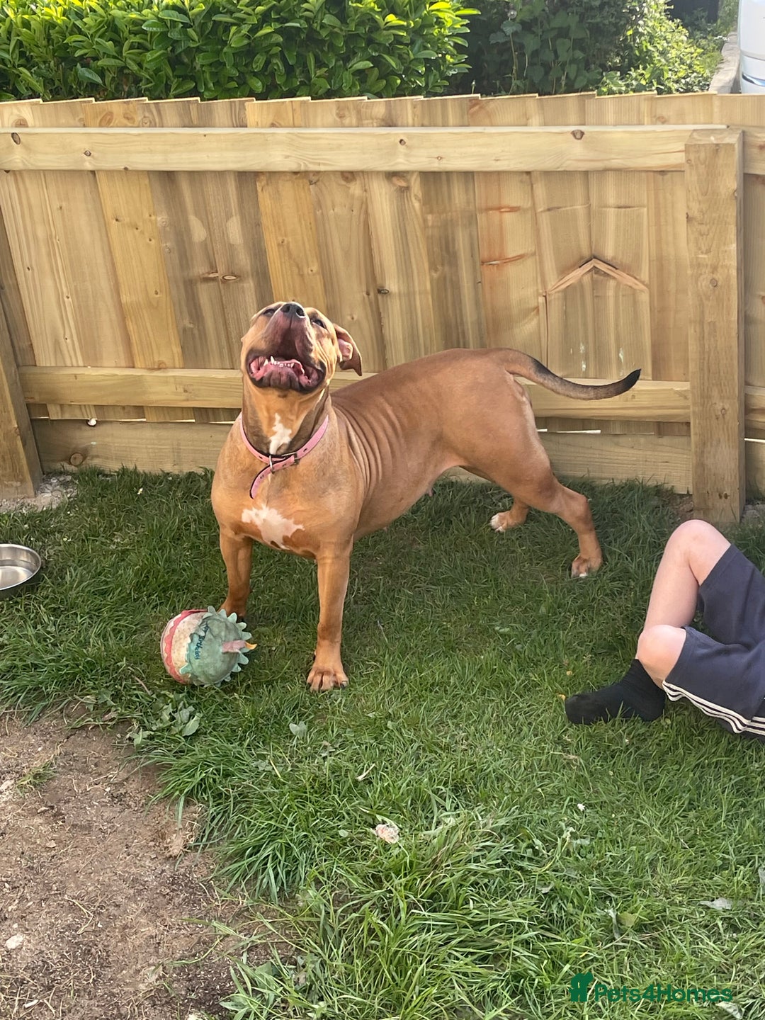 American Bully dogs for sale: Bully bred female 2 year old  - Image 2