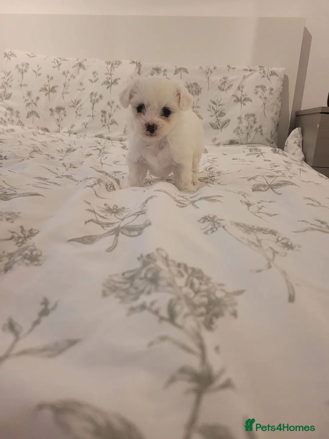 Bichon Frise dogs for sale: We have 2 gorgeous puppies. 2 girl -available.  in Corby - Advert 2