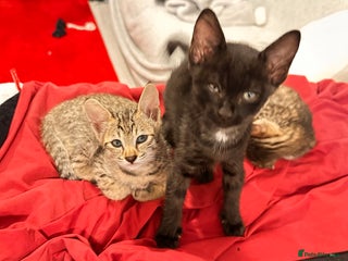 Savannah cats Stunning F3 Savannahs Price Drop - Advert 1