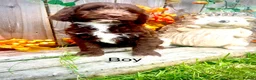Sproodle dogs for sale: Merle and Chocolate F1  Sproodles  - Advert 12