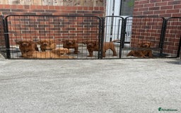 Labrador Retriever dogs for sale: Fox Red /  Mahogany Labradors  - Image 3
