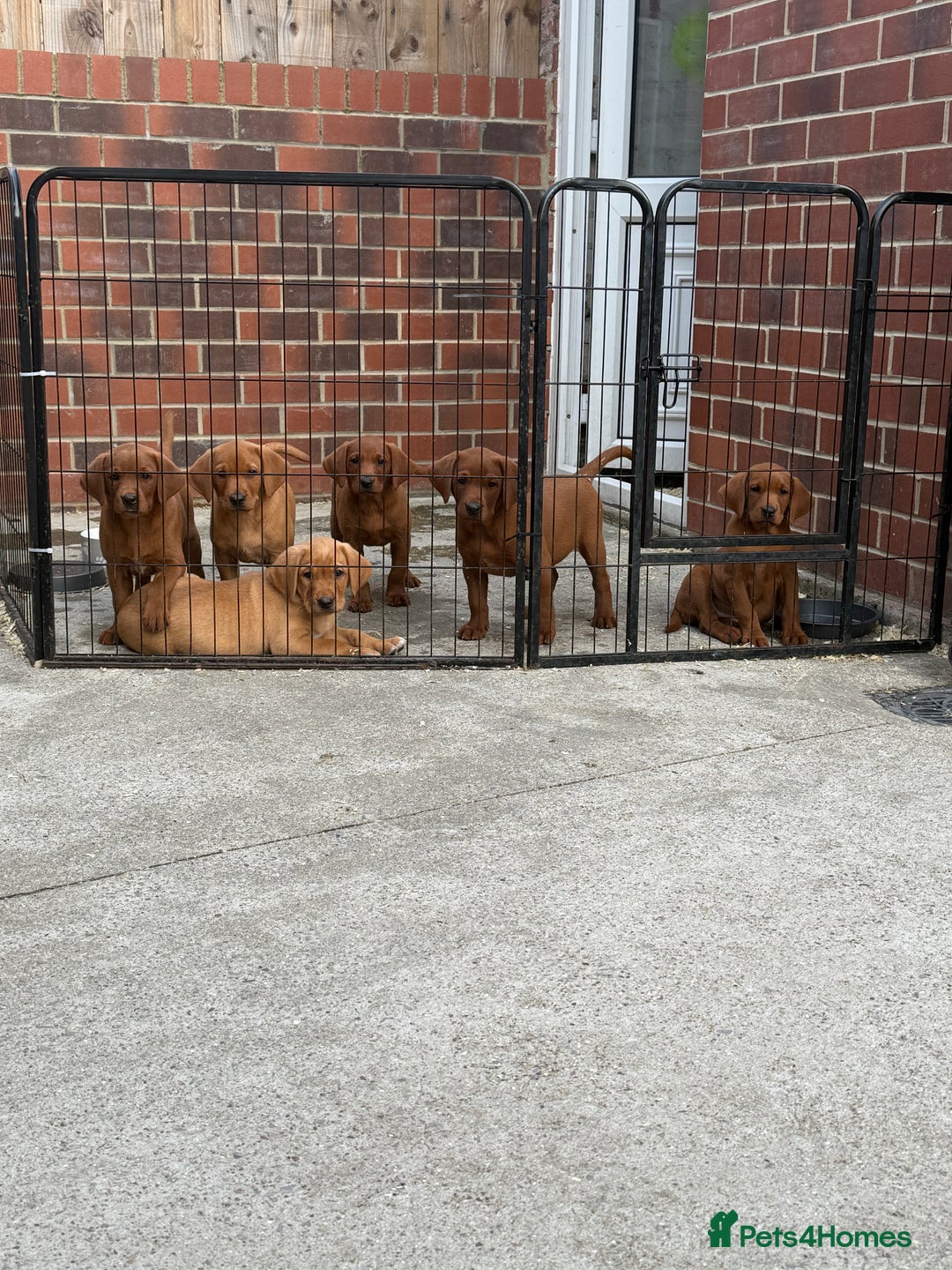 Labrador Retriever dogs for sale: Fox Red /  Mahogany Labradors  - Image 3