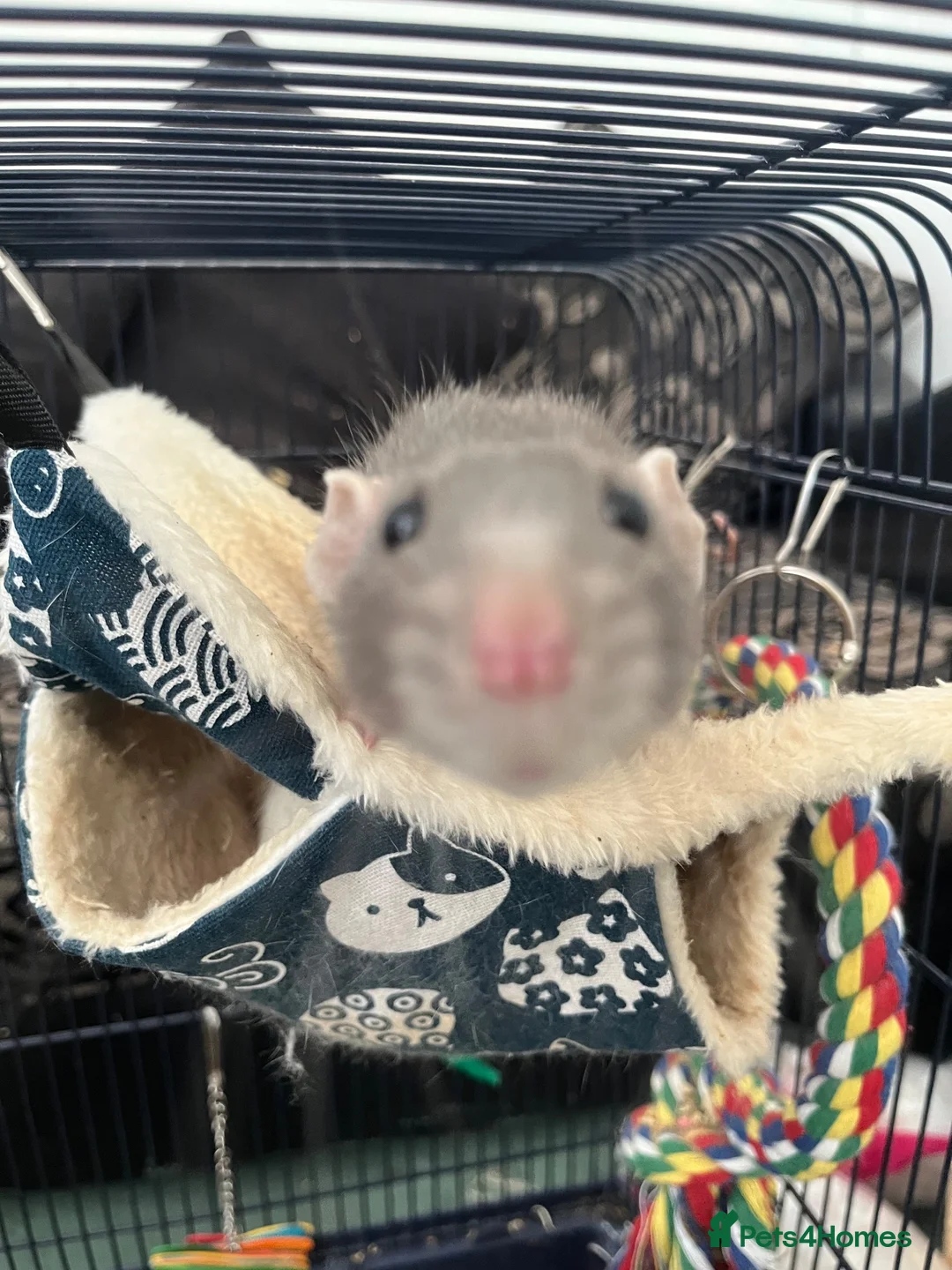 Rat rodents for sale: Two rats for sale!! Cage and accessories included  in Blakeney - Advert 2