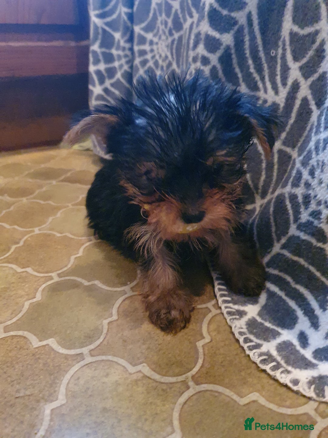 Yorkshire Terrier dogs for sale: Yorkshire terrier puppies 2 girls  - Advert 27