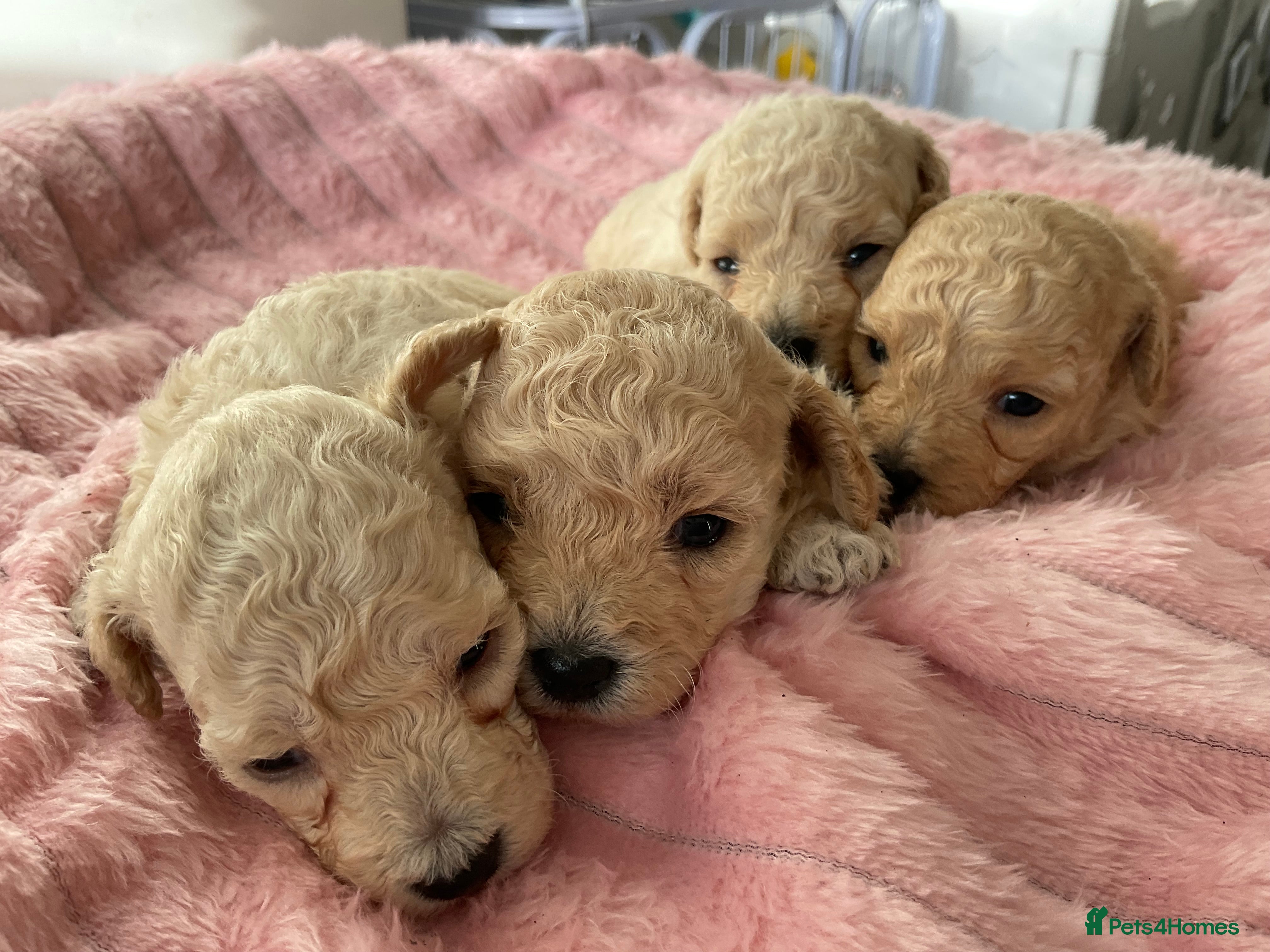 Toy Poodle dogs Toy poodle  - Advert 2