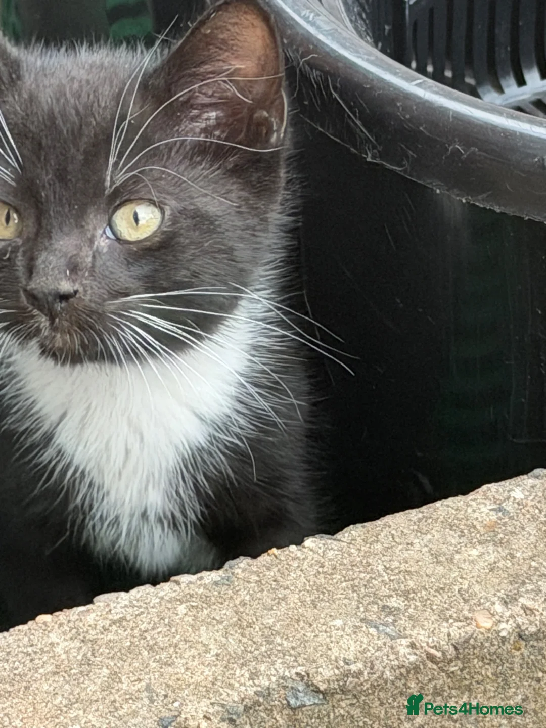 Mixed Breed cats for sale: Adorable Kittens Ready for new Homes  - Advert 2