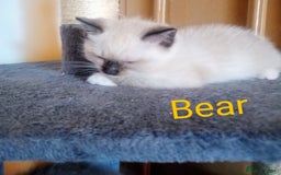 Ragdoll cats for sale: Ragdoll kittens  - Image 5