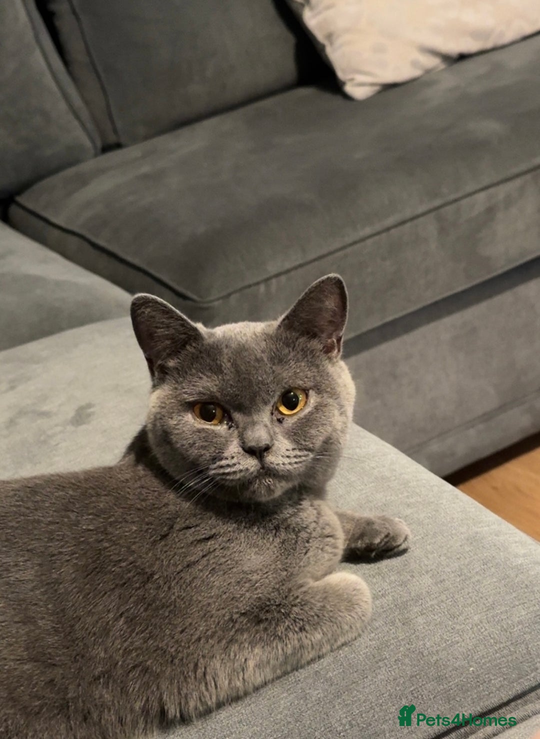 British Shorthair cats for sale: Beautiful British shorthair girl  - Advert 1