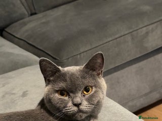 British Shorthair cats Beautiful British shorthair girl - Advert 1