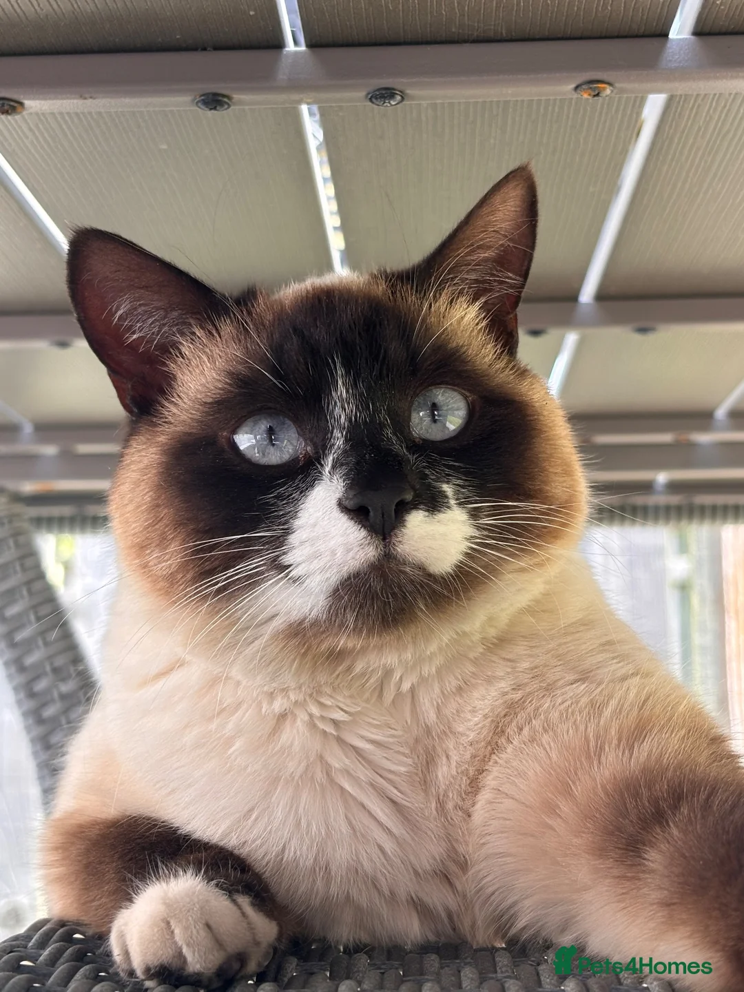 Mixed Breed cats for sale: Nancy, age 2  in Doncaster - Advert 1