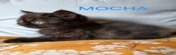 Exotic cats for sale: EXQUISITE GCCF PERSIAN EXOTIC BABIES - Advert 15