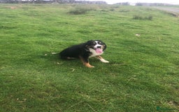 Border Collie dogs for sale: 2 year 9 months Border Collie male - Image 1