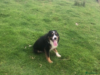 Border Collie dogs for sale - Advert 1