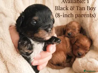 Maltipoo dogs Quality F1B Genuine Toy Asian Maltipoo Puppies - Advert 8