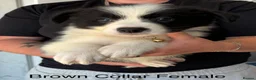 Border Collie dogs for sale: Outstanding Litter Of 12 Border Collie Puppies 🐶 - Advert 5