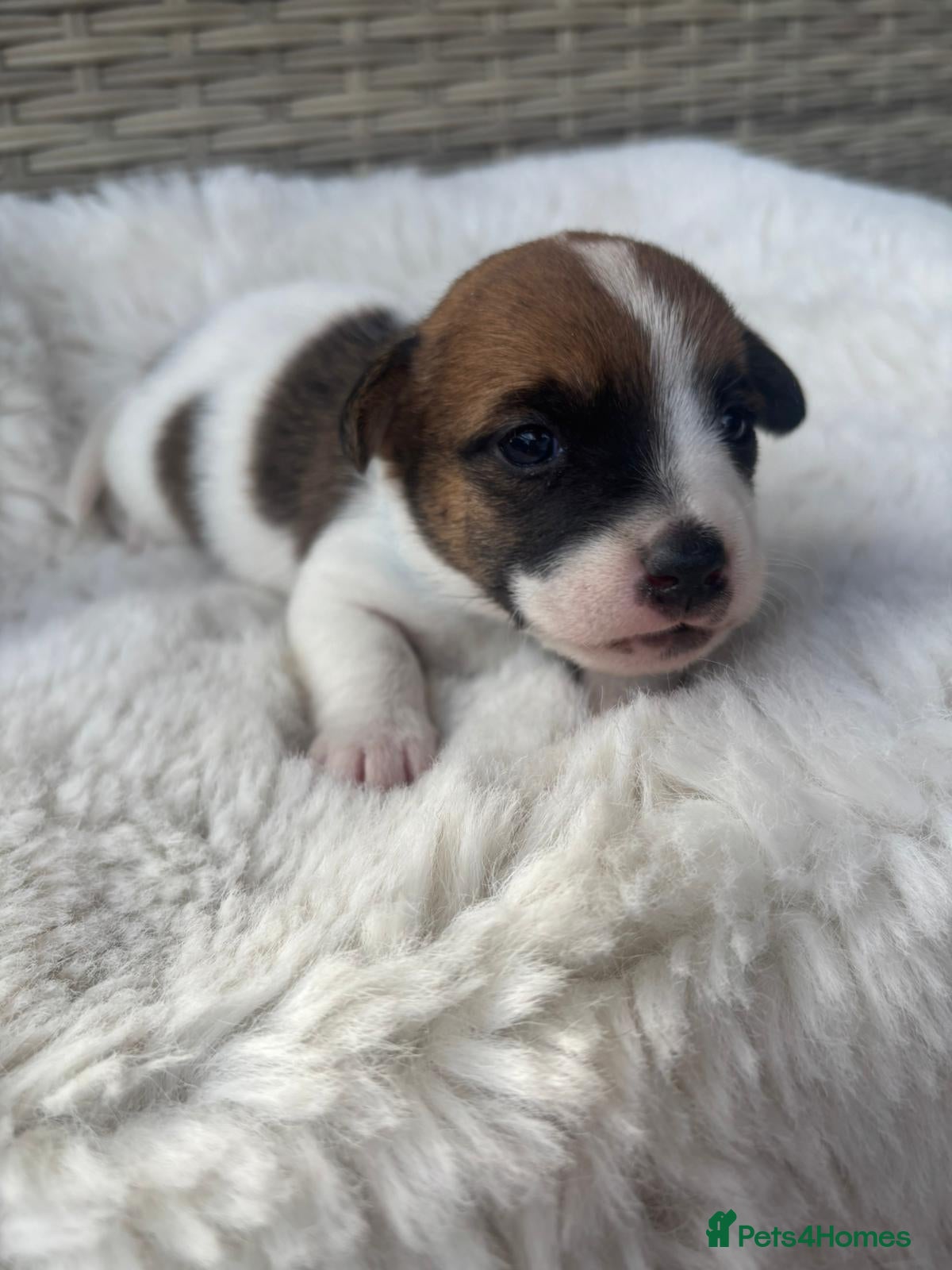 Jack Russell dogs Beautiful Jack Russells  - Advert 2