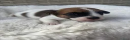 Jack Russell dogs for sale: Beautiful Jack Russells  in Sandbach - Advert 2
