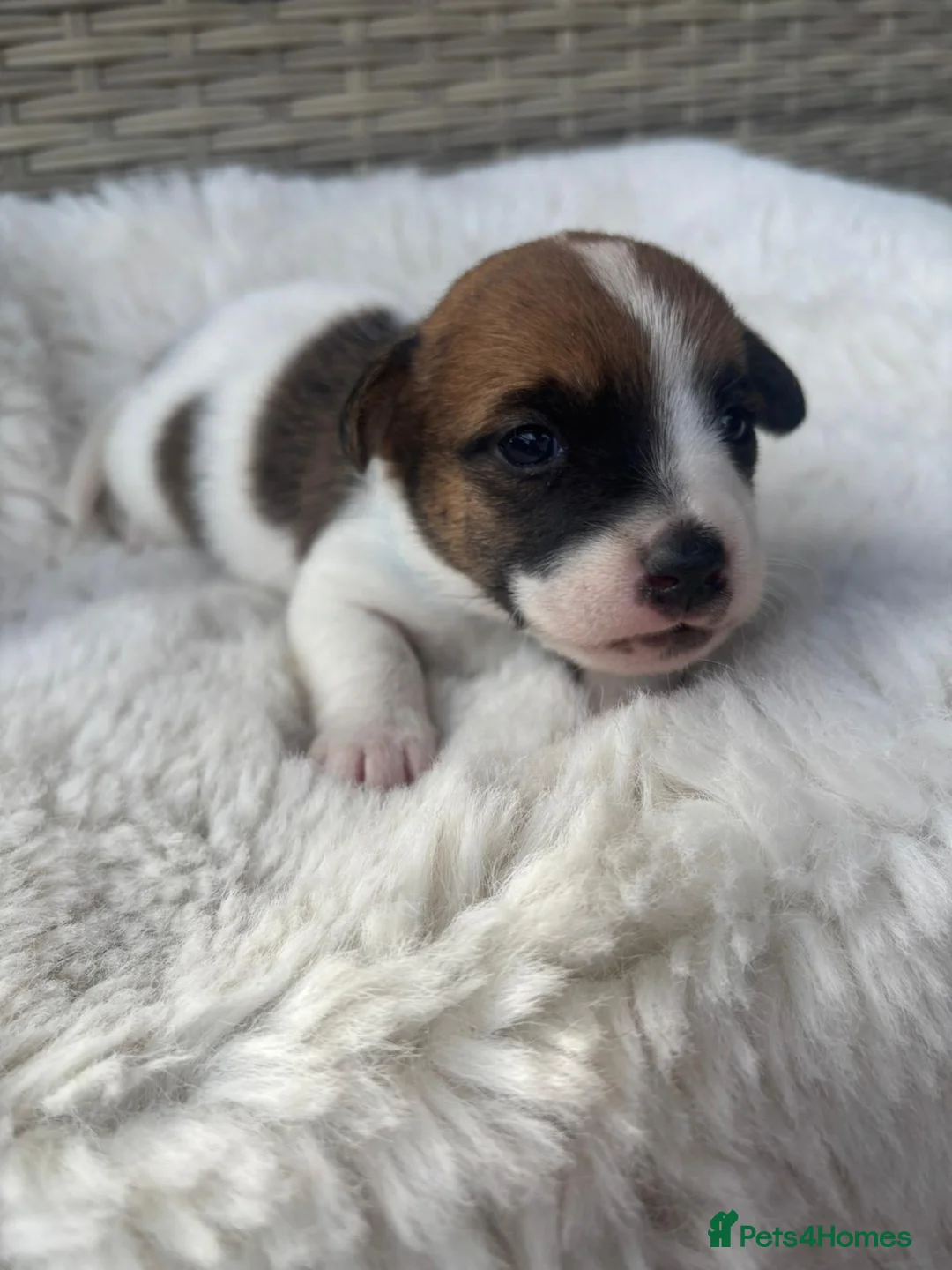 Jack Russell dogs for sale: Beautiful Jack Russells  in Sandbach - Advert 2