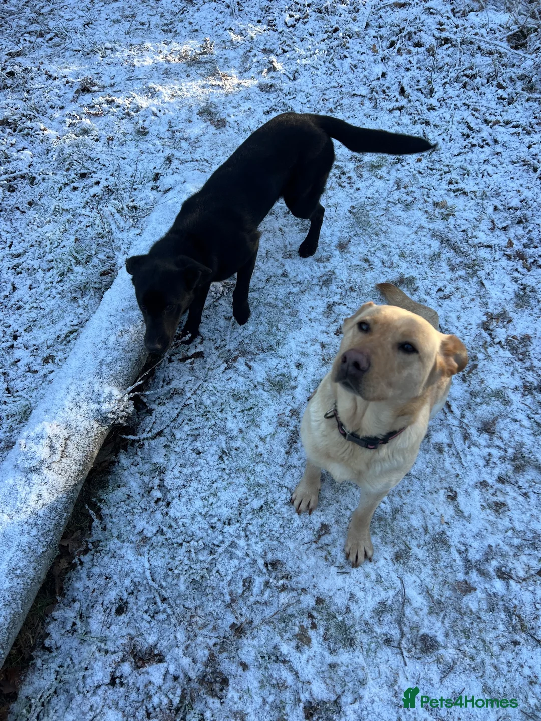 Mixed Breed dogs for sale: Bonnie -  - Advert 2