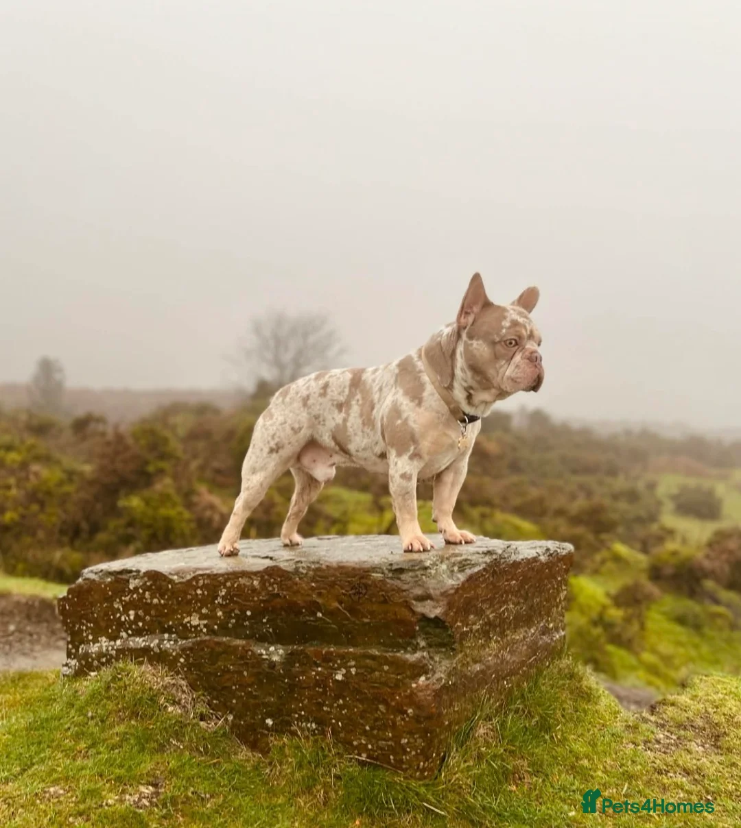 French Bulldog dogs for sale: Fabulous Family Friendly Frenchies For Sale in Hungerford - Advert 2