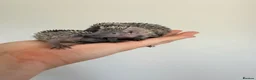 Pygmy Hedgehog rodents for sale: Lesser tenrecs available to reserve  - Advert 3
