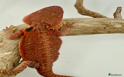 Bearded Dragon reptiles for sale: Bearded Dragon Red Monster - Image 7