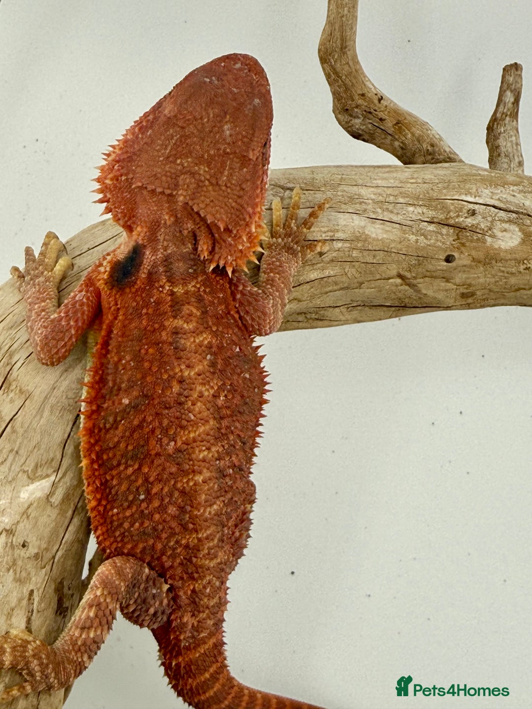 Bearded Dragon reptiles for sale: Bearded Dragon Red Monster - Image 7