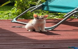 Mixed Breed cats for sale: Adorable little kitten ready to be collected - Image 1