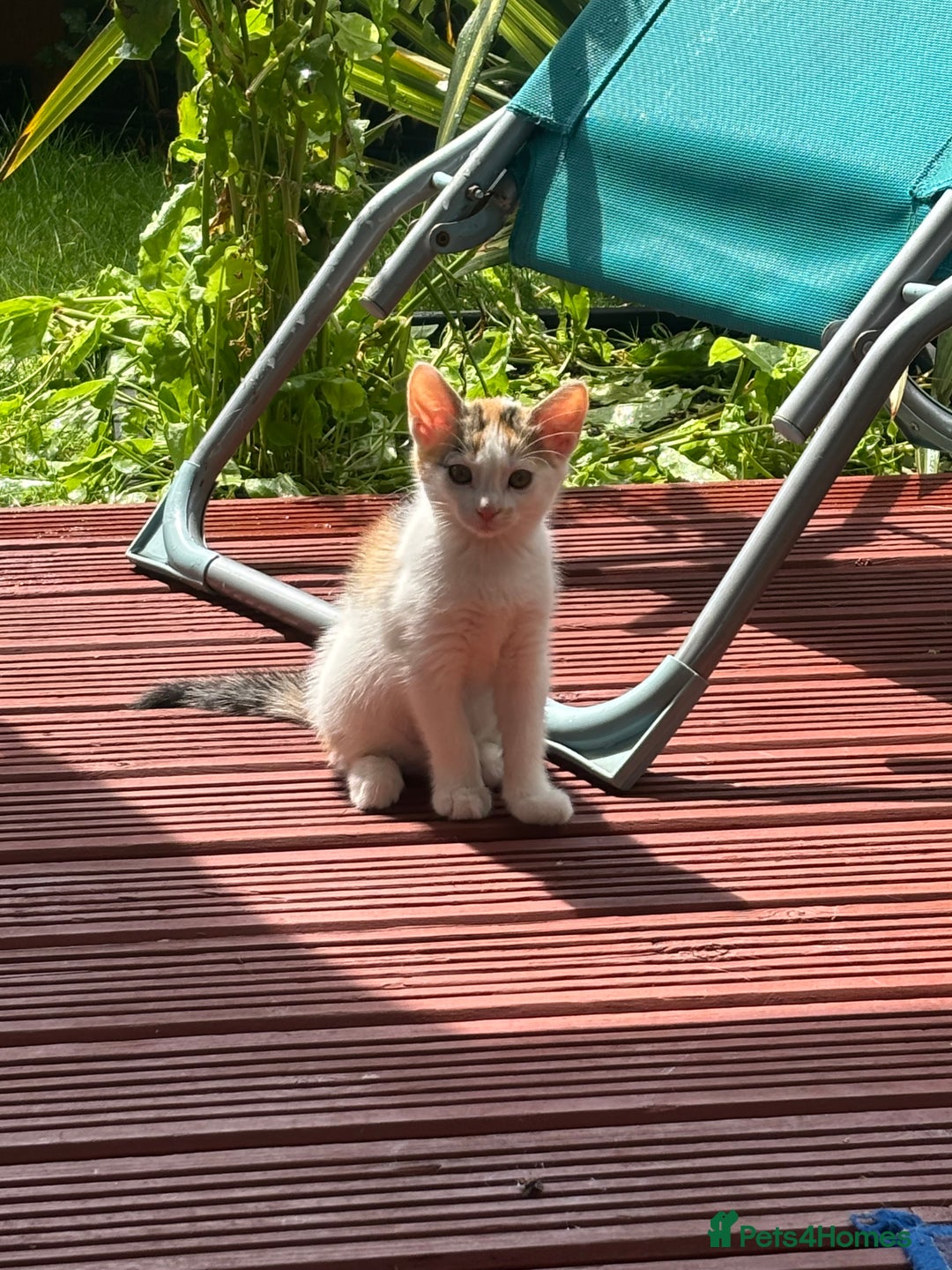 Mixed Breed cats for sale: Adorable little kitten ready to be collected - Image 1