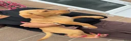 Labrador Retriever dogs for sale: Eight beautiful Labrador puppies  in Westbury - Advert 13