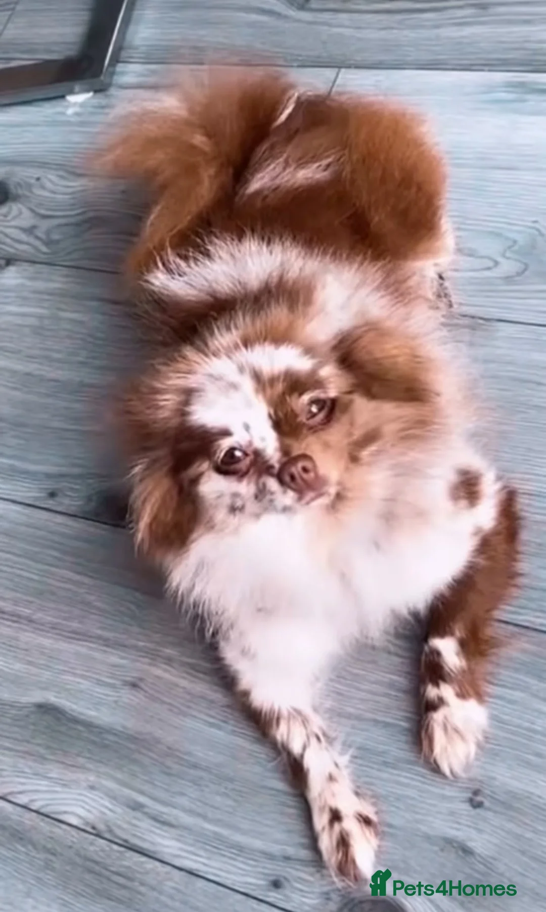 Pomeranian dogs for sale: Pomeranian merle - Advert 1