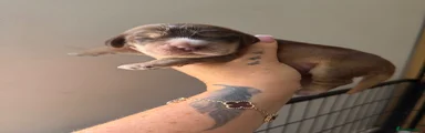 Cocker Spaniel 5