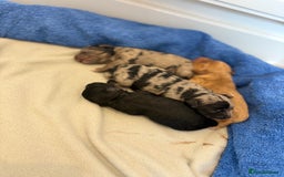 Cockapoo dogs for sale: Cockapoo litter  - Image 6