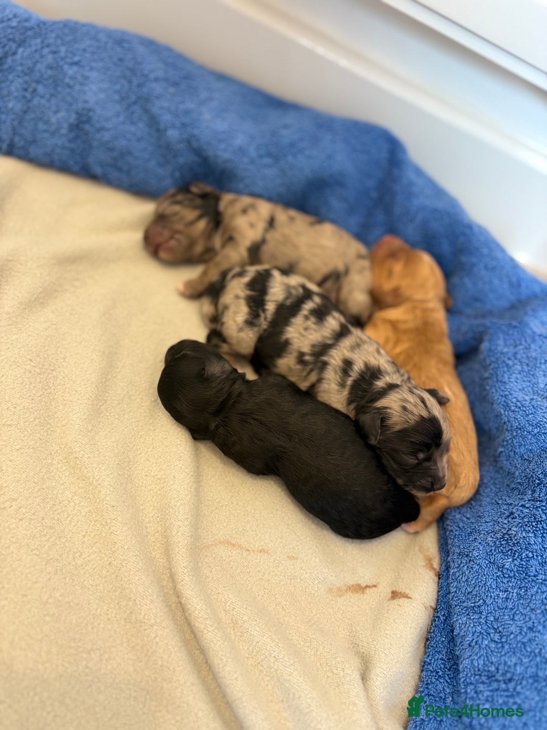 Cockapoo dogs for sale: Cockapoo litter  - Image 6