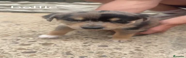Mixed Breed Puppy 3