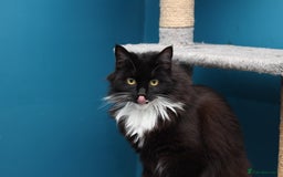 Mixed Breed cats for adoption: ADOPTION: Shadow - Image 3