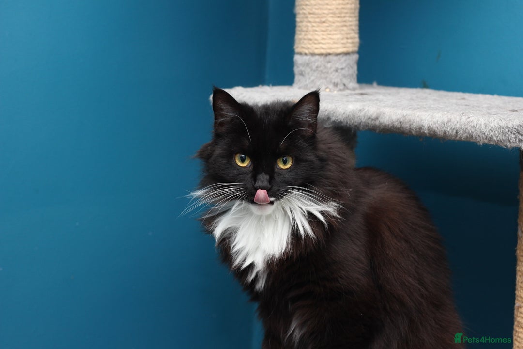 Mixed Breed cats for adoption: ADOPTION: Shadow - Image 3