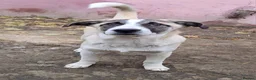 Mixed Breed dogs for adoption: ❤️🐾TITTO  THIS TIME, HIS HOME MUST BE FOREVER🐾❤️ - Advert 12