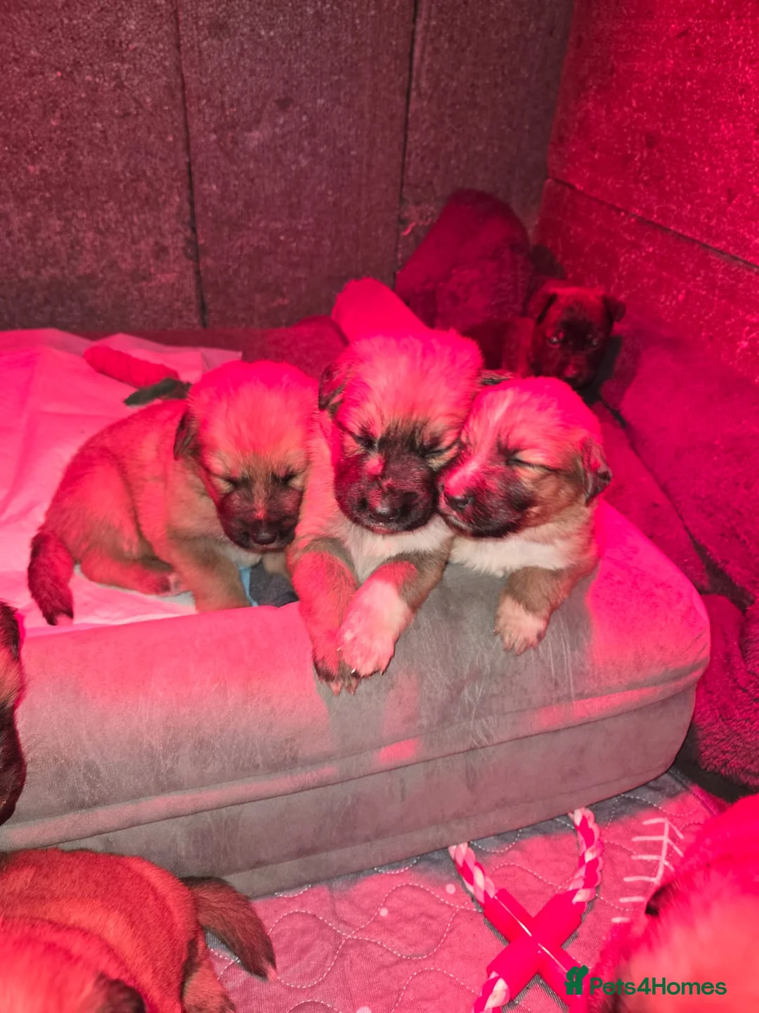 Mixed Breed dogs for sale: Highland Shepherd Puppies!!! - Advert 3