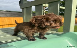 Cockapoo dogs for sale: Chocolate Merle Cockapoo Babies 🐾🐾🐾 - Image 4