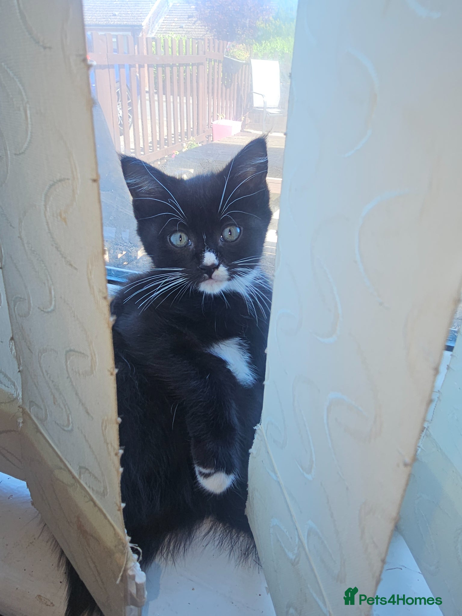 Mixed Breed cats Gorgeous tuxedo kitten - Advert 1