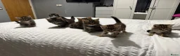 Mixed Breed cats for sale: BEAUTIFUL HOME REARED TABBY KITTENS ready 19/08/26 - Advert 22